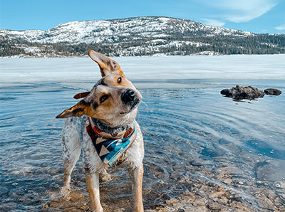 Hoji the Dog Shaking head for natural hiking treat for dogs