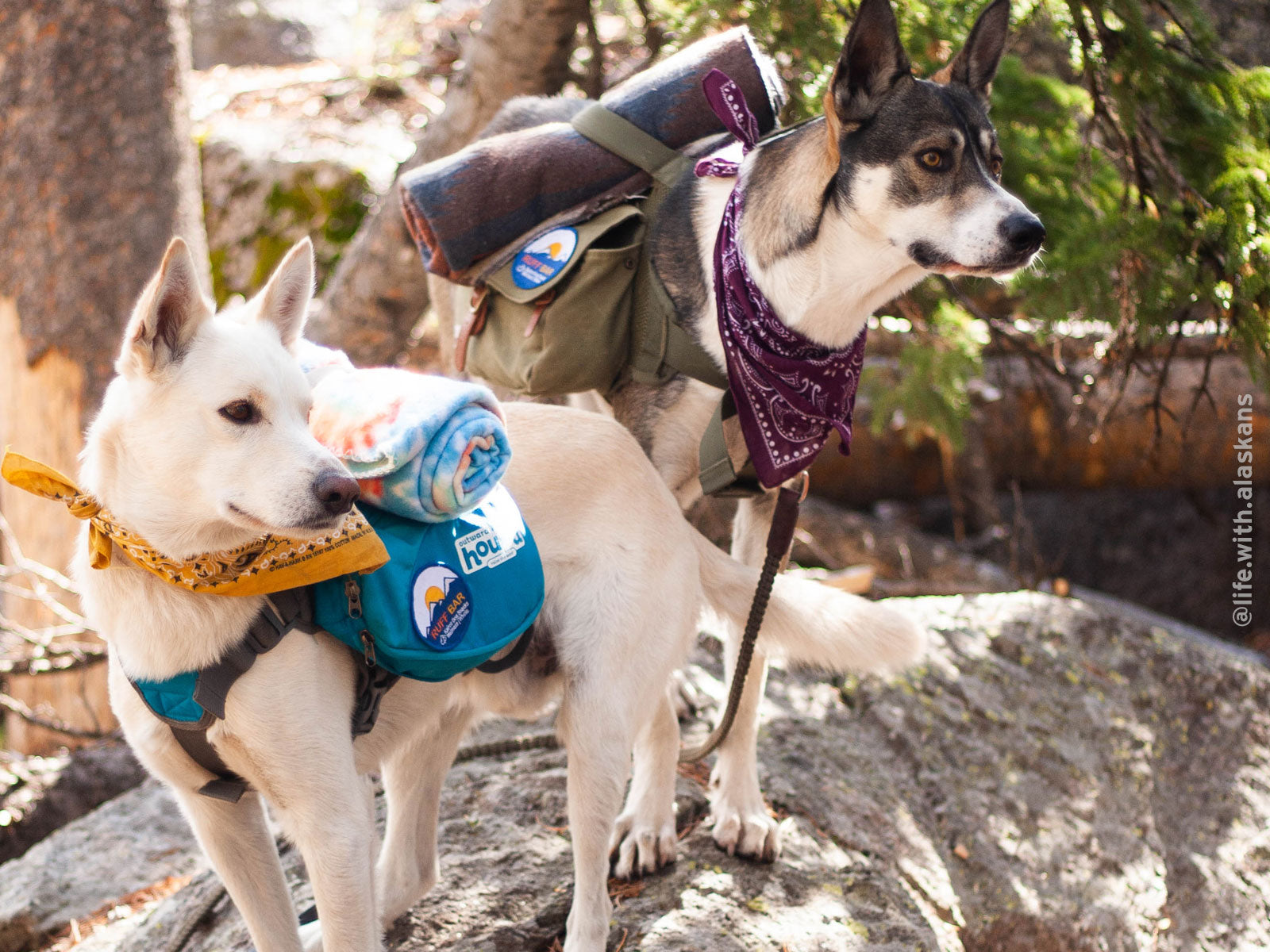 Backpacking protein bars for dogs