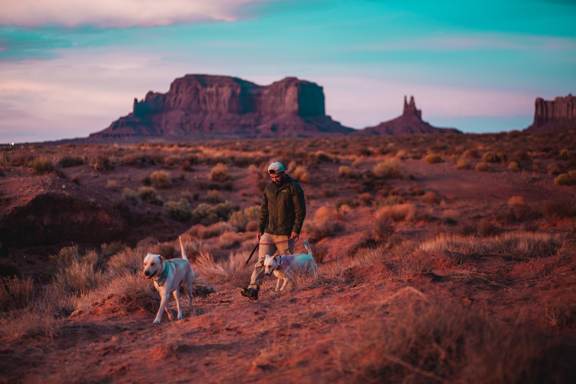 Man hiking with dogs